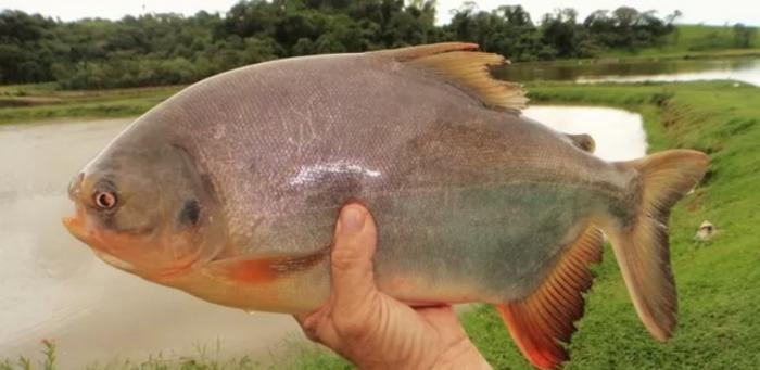 Biofilm made from fish skin could be a sustainable alternative for food packaging
