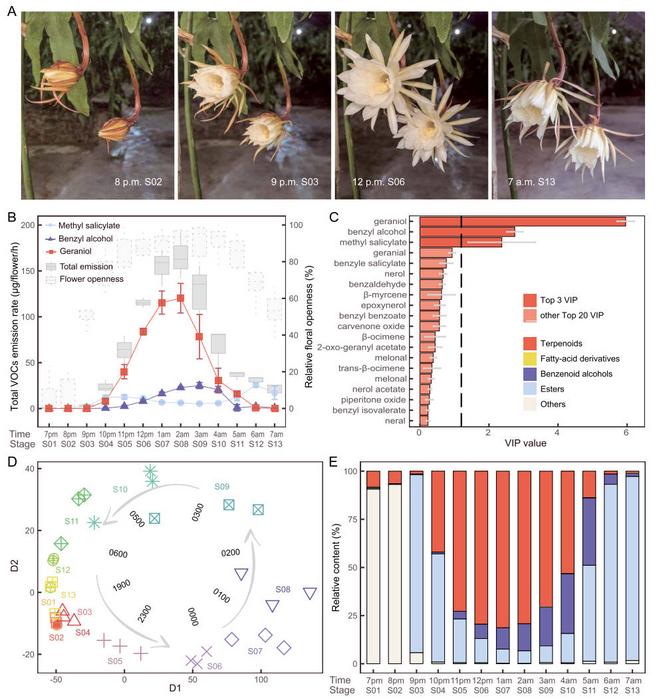 Temporal patterns of flower opening and VOC emission dynamics in E. oxypetalum.
