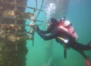 Scientific diver under Scripps Pier