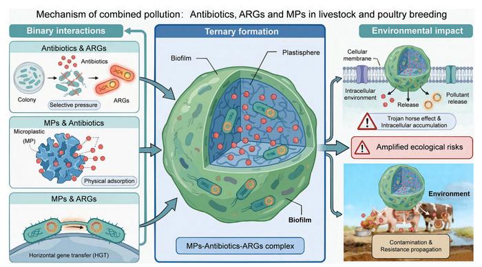 Combined pollution and transmission mechanism of microplastics–antibiotics–antibiotic resistance genes in the livestock and poultry production environment