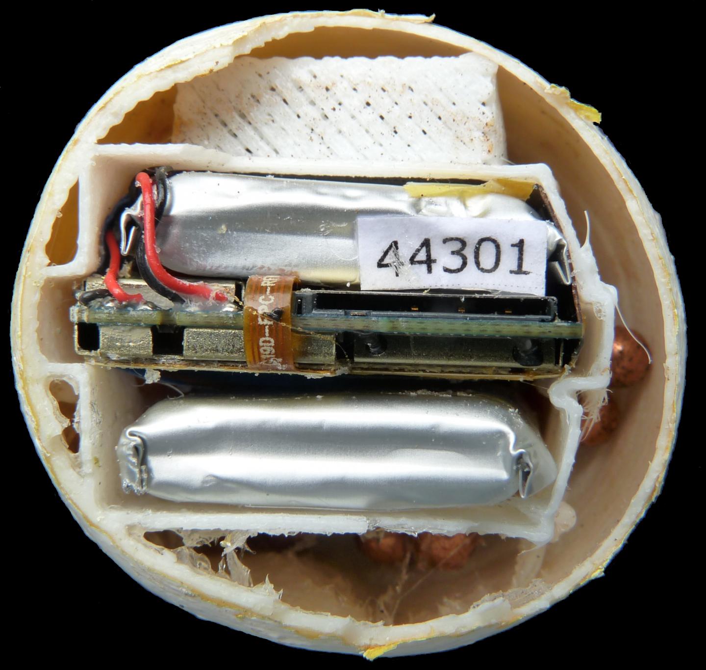 Egg interior