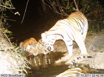 Tiger and Cubs