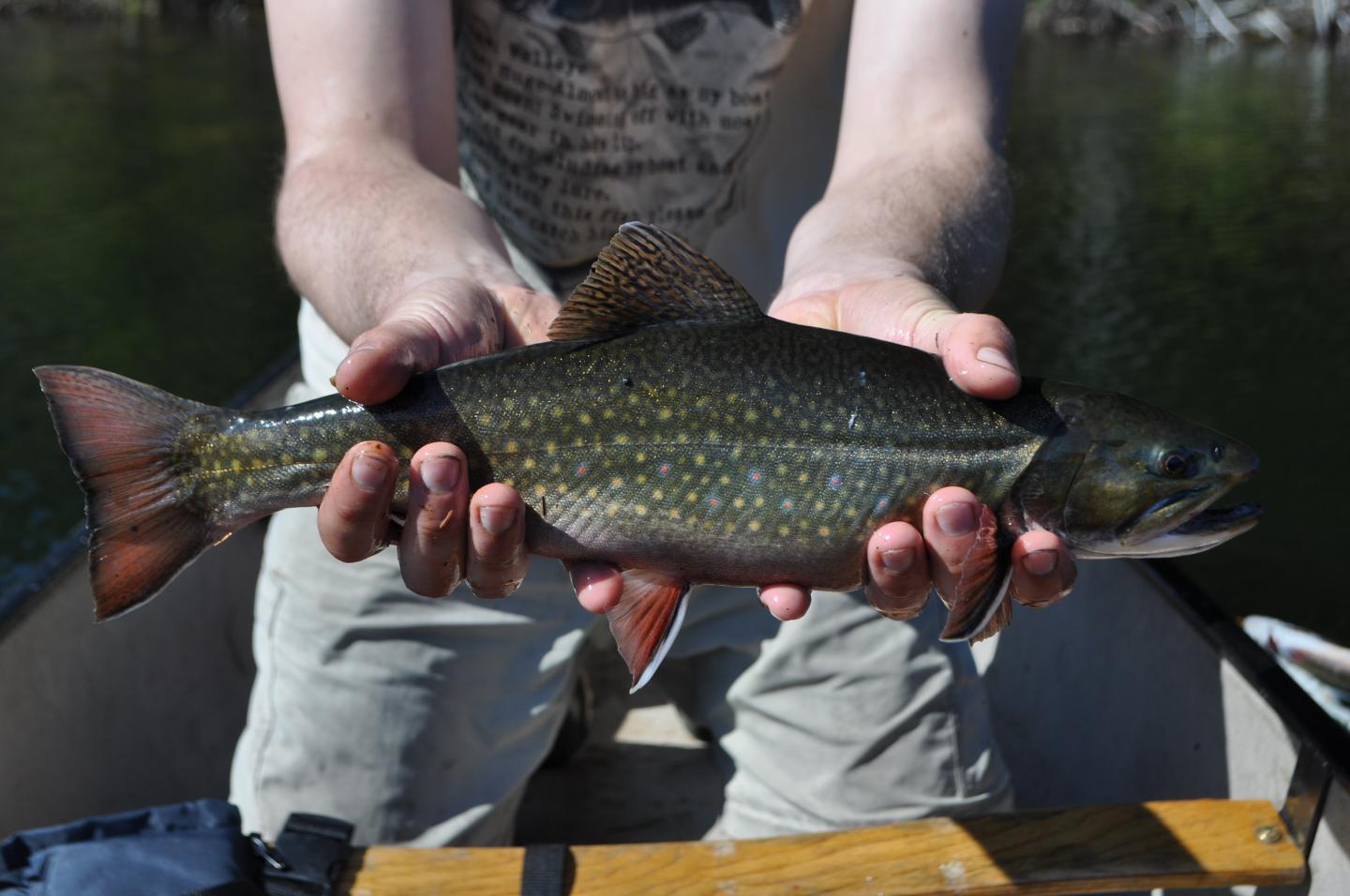 Algonquin Park Brook Trout