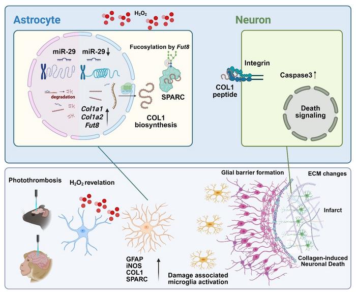 Figure 2. Schematic illustration of astrocyte-derived Type I collagen production and neuronal cell death in ischemic stroke