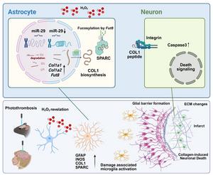 Figure 2. Schematic illustration of astrocyte-derived Type I collagen production and neuronal cell death in ischemic stroke