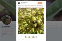Twitter & <i>H. alba</i> in Pennsylvania