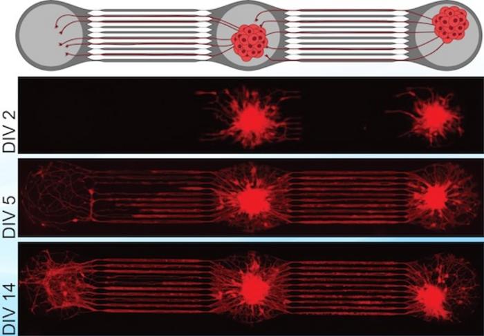 hydrohel-based device microscopy
