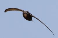 Common Swift in Flight
