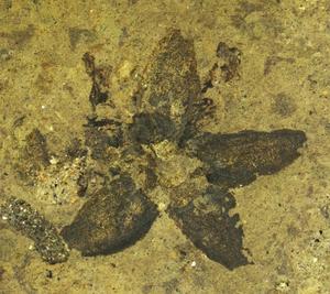 Fig. 1: The newly discovered fossilised linden flower Tilia magnasepala.