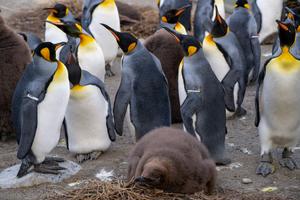 King penguins in Zoo Zurich