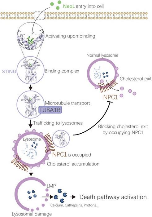 Mechanism diagram of NeoL-induced cell death in T-cell malignancies