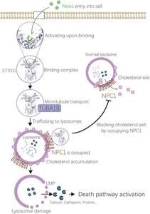 Mechanism diagram of NeoL-induced cell death in T-cell malignancies