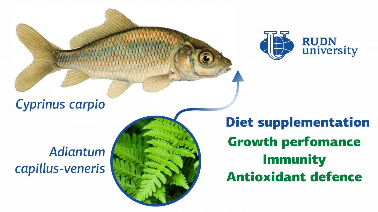 RUDN University Biologist Fern Leaves Improve Immunity and Support Growth in Carps