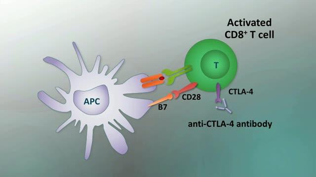 New Modalities of Cancer Treatment for NSCLC: Focus on Immunotherapy