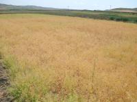 Camelina Close to Harvest