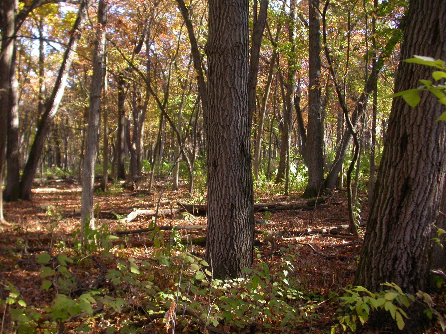 Woods Restored