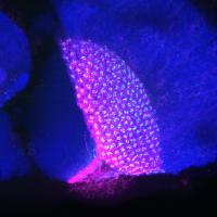 Fruit Fly Receptor Proteins