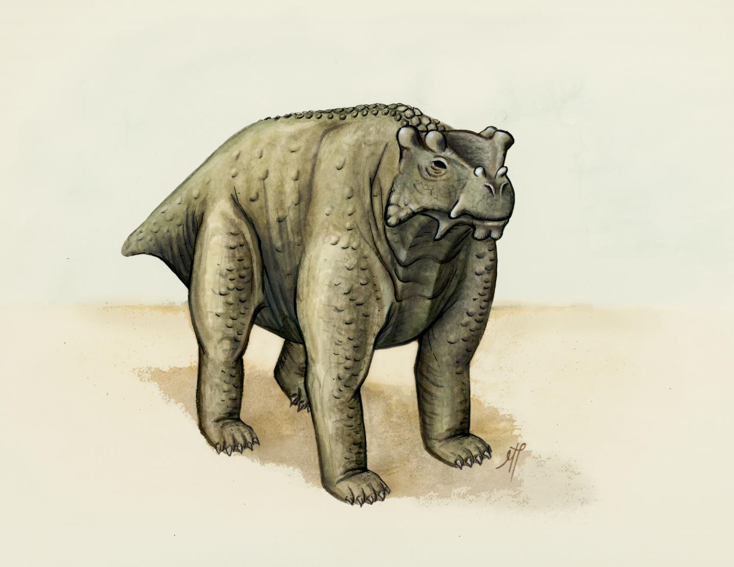 <em>Bunostegos akokaensis</em>