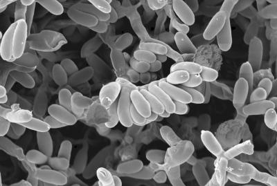 <i>Planomonospora</i>