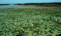 Yellow Waterlily