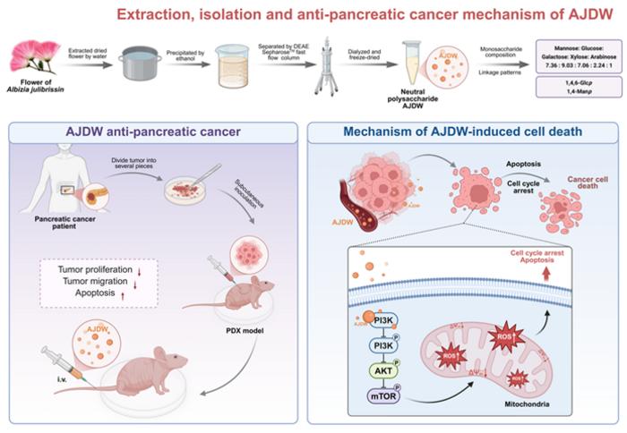 A GRAPHICAL ILLUSTRATION OF AJDW'S MECHANISM IN COMBATING PANCREATIC CANCER CELLS.