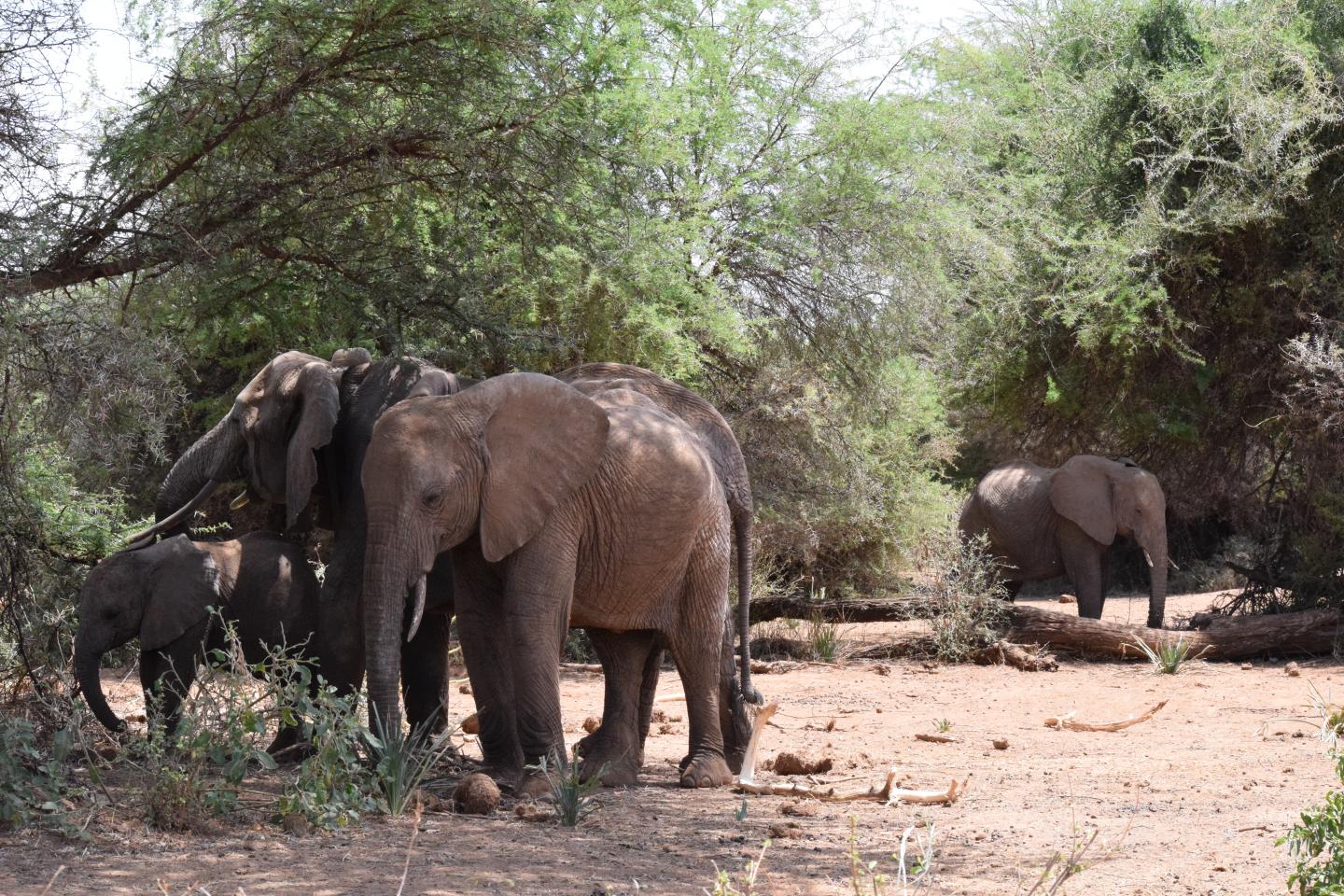 Orphan Elephant (1 of 2)