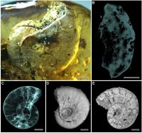 Ammonite
