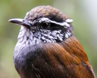 Pimm Ocampo Birds (3 of 3)