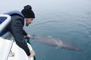 Small Greenland shark