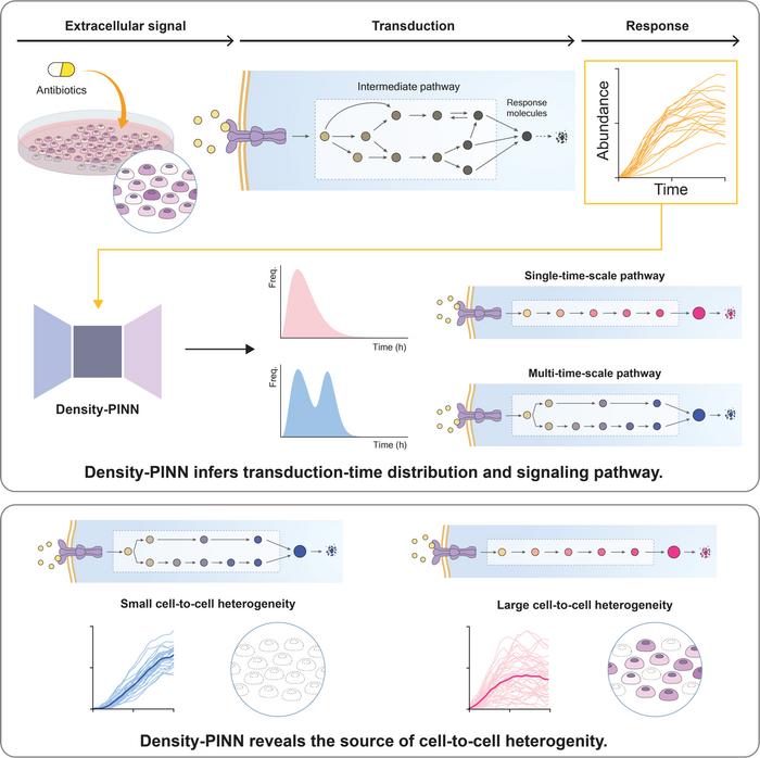 Figure 1. Illustration of the use of the deep learning algorithm (Density-PINNs) for inferring the distribution for signal transduction time delay and elucidating the causes of heterogeneity among cells