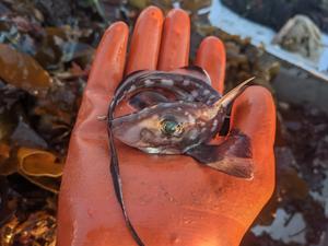 Ghost shark