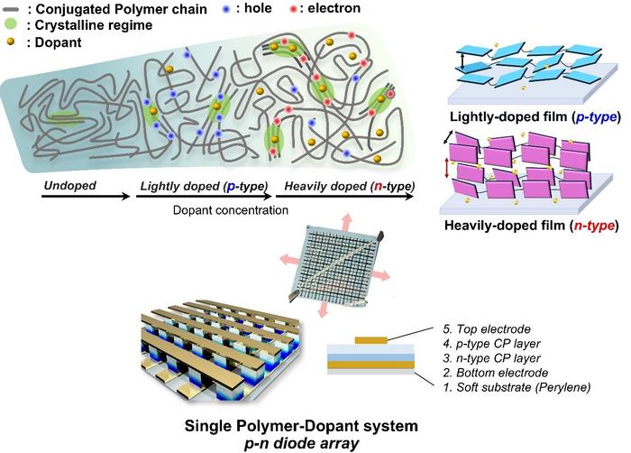 Doping-Induced Polarity Switching and Charge Carrier Dynamics in a Single Polymer Material