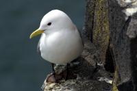 Kittiwake on the Isle of May