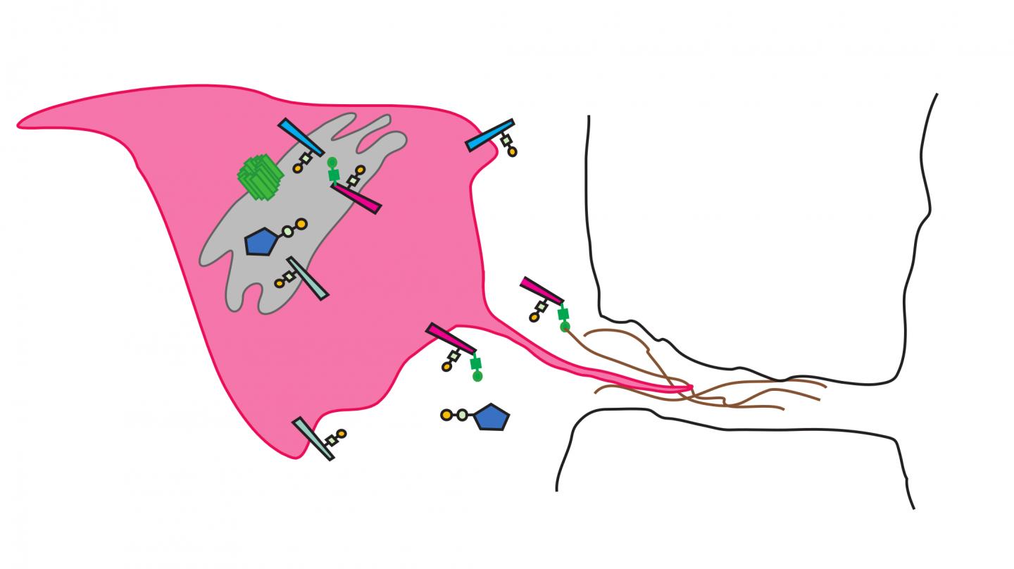 Minerva Regulates How T-antigen is Added to Macrophages in Fruit Flies