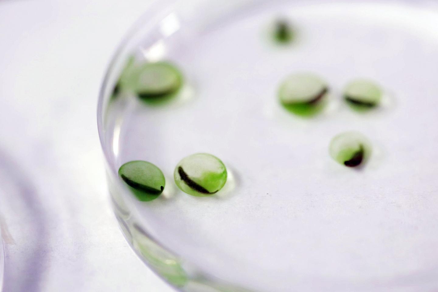 Eggs with Algae
