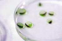 Eggs with Algae