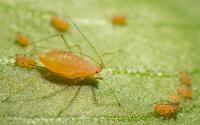 Asexual Female Adult Pea Aphid, <i>Acyrthosiphon pisum</i>, with First Instar Nymphs on Fava