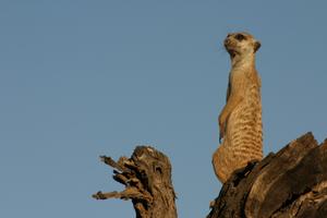 Meerkat on watch