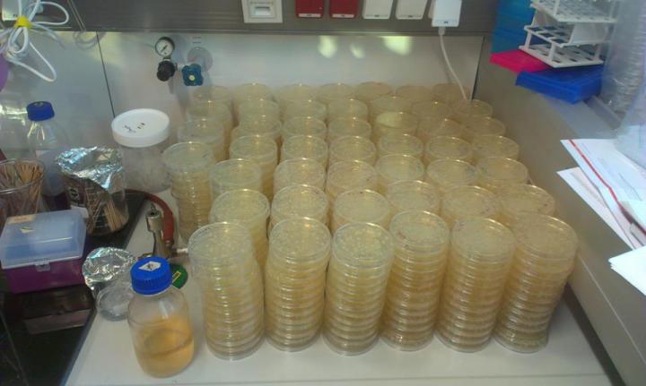 Populations of Bacteria on Petri Dishes