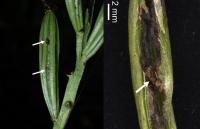 What's Eating These Endangered Orchids?