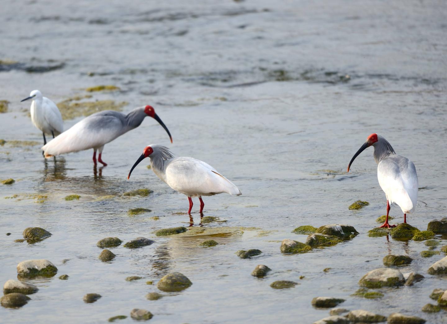 Foraging Ibises & Egret