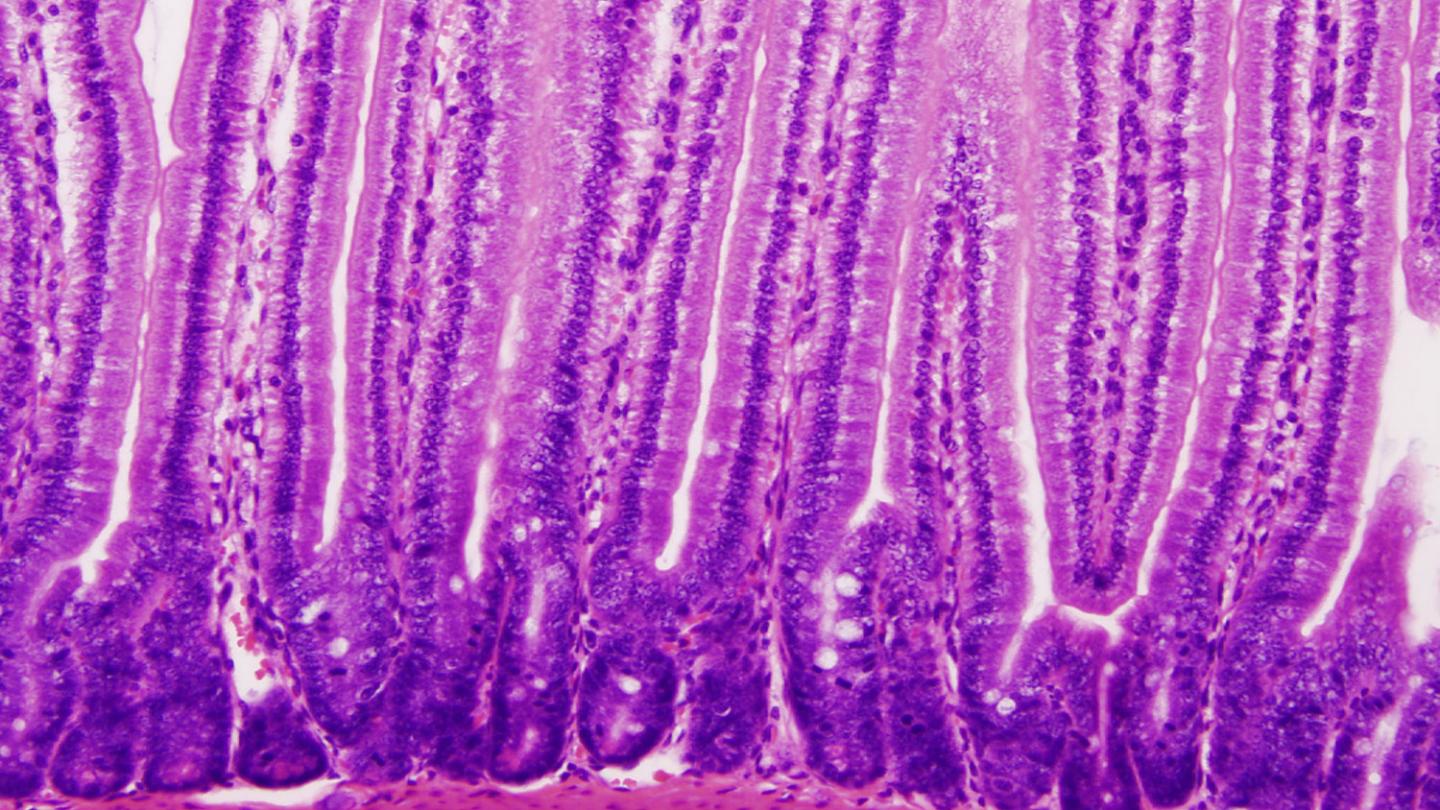 Mouse Gut