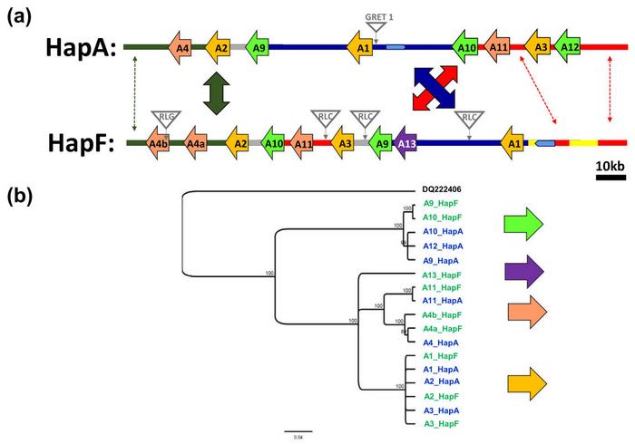 A proposed working model on the role of MdWRKY9 in JA-mediated salt tolerance in apple.