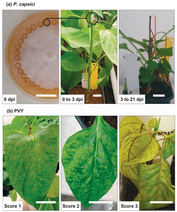 Assessment of pepper immunity to Phytophthora capsici and potato virus Y.