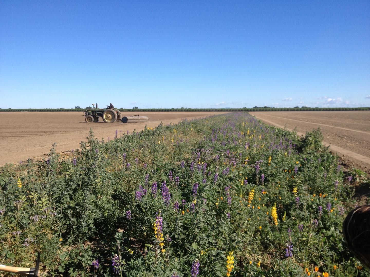 Wild Bee Habitat in Field