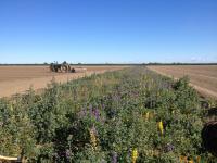Wild Bee Habitat in Field