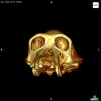 360-degree Rotation of a Chimpanzee Skull