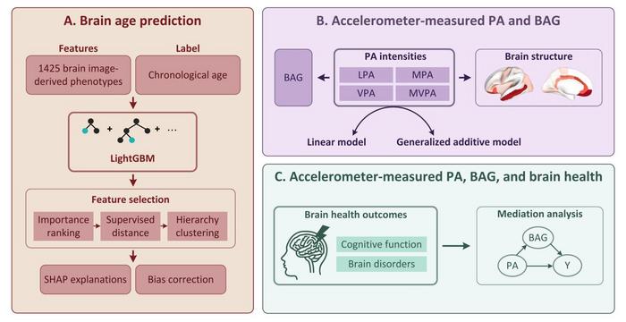 Accelerometers-measured Physical Activity and Neuroimaging-Driven Brain Age