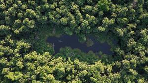 Los Amigos lab in Amazonian forest