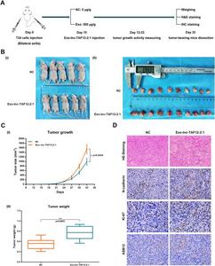 Tumor growth facilitation of exosomal lnc-TAF12–2:1 in vivo.